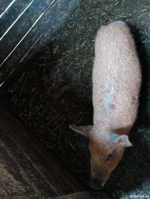 Vând grăsun mangalița! - imagine 2