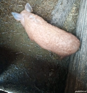 Vând grăsun mangalița!