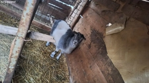 Vand 2 capre gestante , o mială - imagine 2