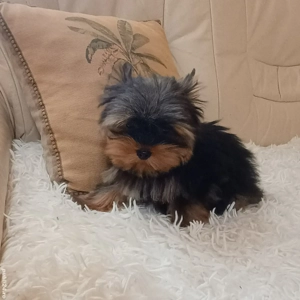 Mascul Yorkshire Terrier Mini Toy 4 Luni - imagine 2