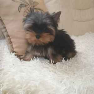 Mascul Yorkshire Terrier Mini Toy 4 Luni - imagine 3