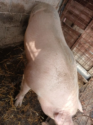 Porc de vanzare preț negociabil  - imagine 2