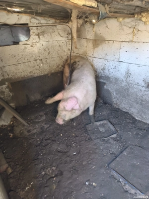 vand porc de taiat 16 lei pe kg - imagine 3