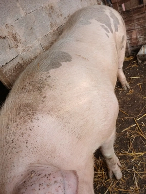 Porc de vanzare preț negociabil 