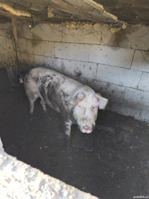 vand porc de taiat 16 lei pe kg - imagine 4