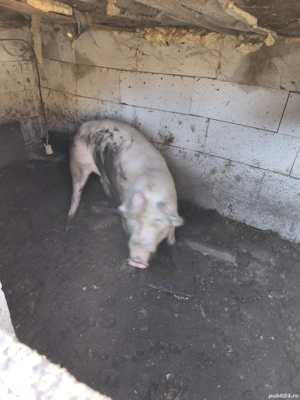 vand porc de taiat 16 lei pe kg