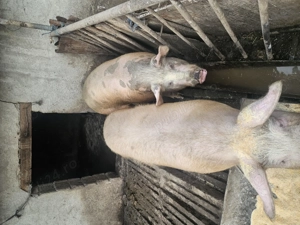 Vsnd porci  - imagine 2