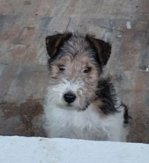 Fox terrier femela - imagine 2
