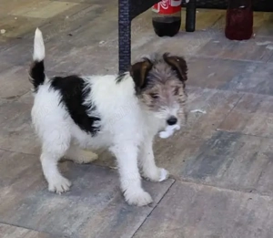 Fox terrier femela