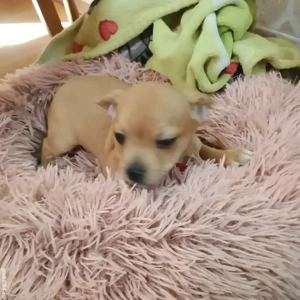 Mascul Chihuahua Mini  - imagine 2