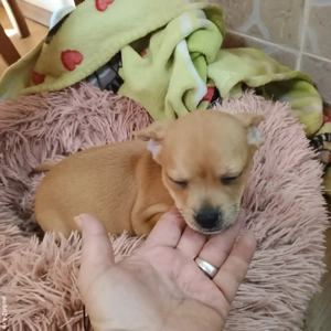 Mascul Chihuahua Mini  - imagine 3