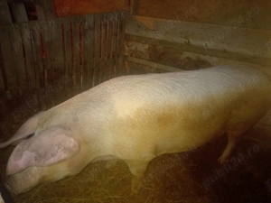 Porc de vanzare peste 200 de kg