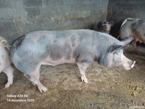 vand porc de carne - imagine 2