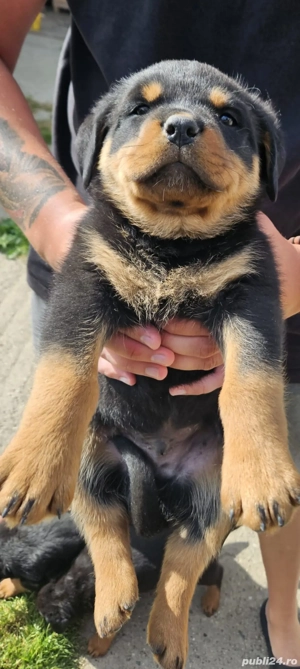 Cadoul Perfect de sarbatori. - imagine 2