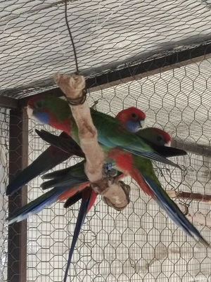 Vand papagali Rosella Penant si Rege Australian - imagine 3