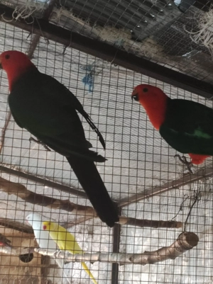 Vand papagali Rosella Penant si Rege Australian