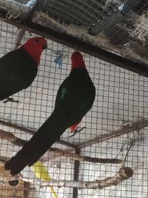 Vand papagali Rosella Penant si Rege Australian - imagine 2