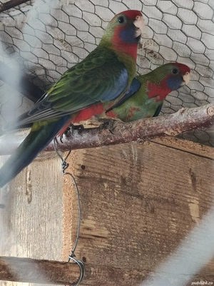 Vand papagali Rosella Penant si Rege Australian - imagine 4
