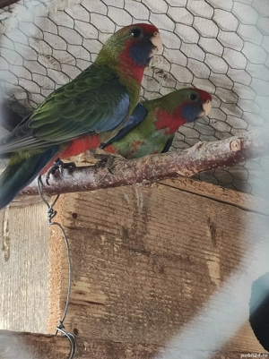 Vand papagali Rosella Penant si Rege Australian - imagine 5
