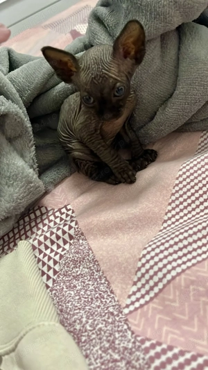 Pui pisica Sphinx - imagine 2