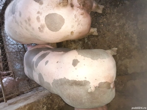 porci pietrain si pic ptr Crăciun - imagine 5