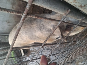 purcea de vanzare  18 lei carcasa  - imagine 4