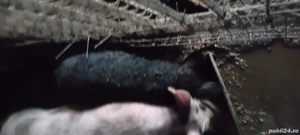 Pentru toate nevoile  pentru mai multe poze  vă pot trimite ! - imagine 2