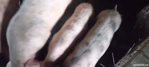 Pentru toate nevoile  pentru mai multe poze  vă pot trimite ! - imagine 3