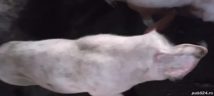 Pentru toate nevoile  pentru mai multe poze  vă pot trimite ! - imagine 4