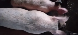 Pentru toate nevoile  pentru mai multe poze  vă pot trimite ! - imagine 5