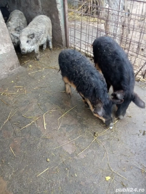 vand purcei mangalita 2 luni  - imagine 2