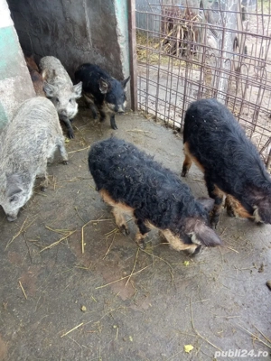 vand purcei mangalita 2 luni  - imagine 5