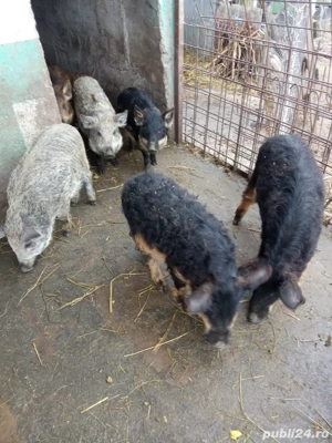 vand purcei mangalita 2 luni  - imagine 4