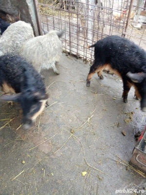 vand purcei mangalita 2 luni  - imagine 3