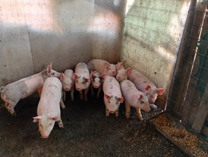 De vânzare  - imagine 2