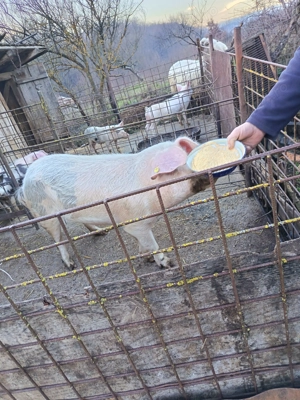 Vând purcea de 120kg preț 18lei kg. - imagine 2