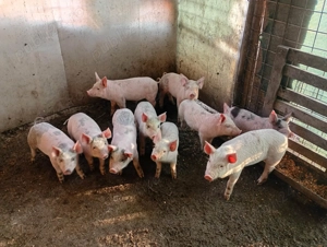 De vânzare  - imagine 3