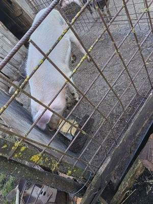 Vând purcea de 120kg preț 18lei kg. - imagine 3