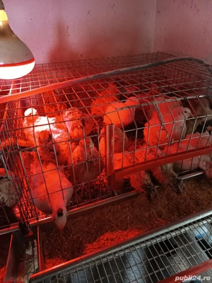 Alina Mihut - imagine 4