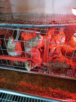 Alina Mihut - imagine 2