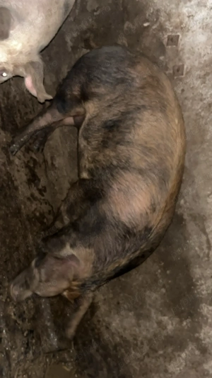 vând porci crescuți doar cu făină de mălai și laturi  - imagine 2