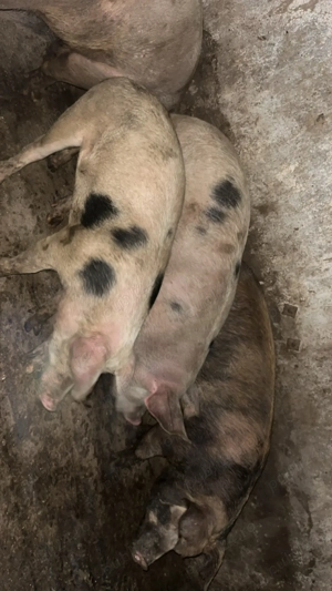 vând porci crescuți doar cu făină de mălai și laturi  - imagine 3