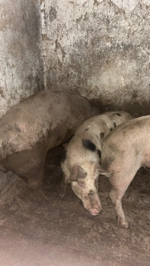 vând porci crescuți doar cu făină de mălai și laturi  - imagine 4