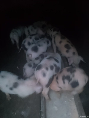 Vând purcei - imagine 2