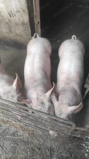 Purcei caut stăpân  - imagine 2