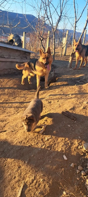 Vând pui de Ciobanesc german  - imagine 3