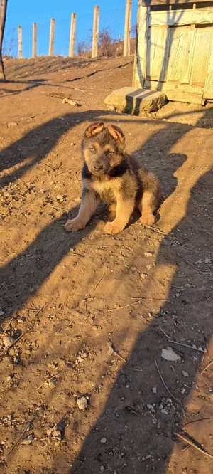 Vând pui de Ciobanesc german  - imagine 2