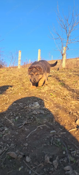 Vând pui de Ciobanesc german  - imagine 4