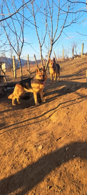 Vând pui de Ciobanesc german  - imagine 5