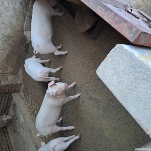 Vand grasuni Landrace